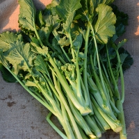 BROCCOLETTI O CIME DI RAPA