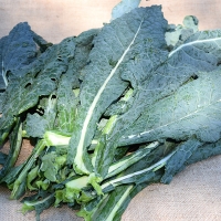 CAVOLO NERO